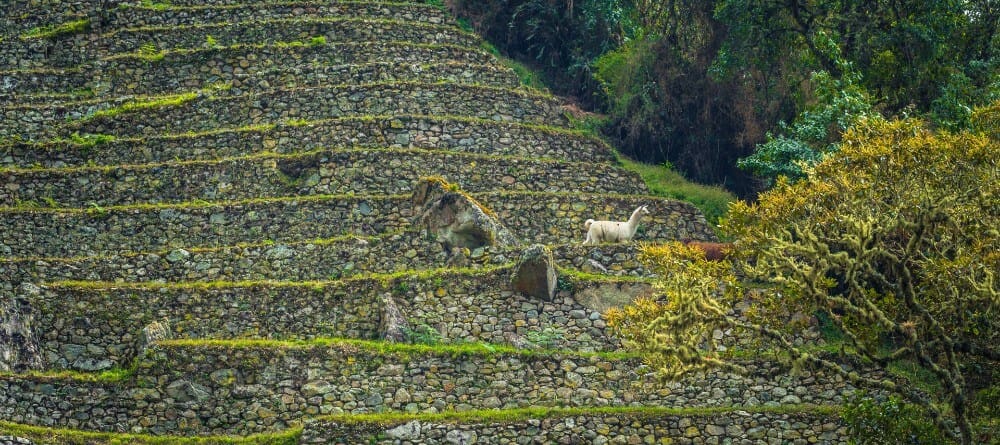 Machu Picchu Tour