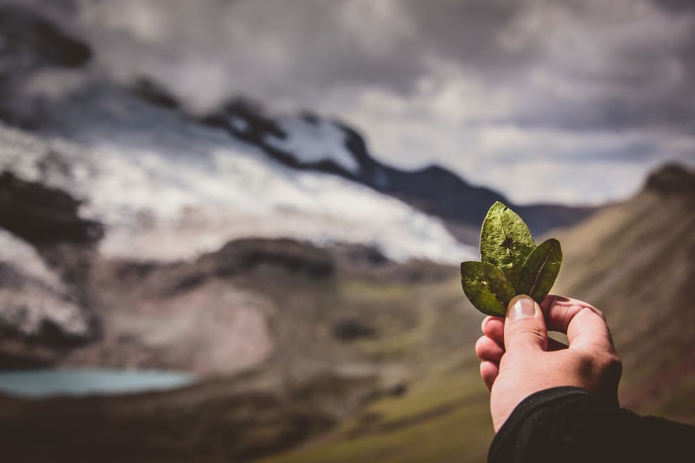 Coca Leaf Andean Spiritualism