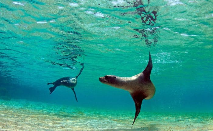 Galapagos Islands Extension