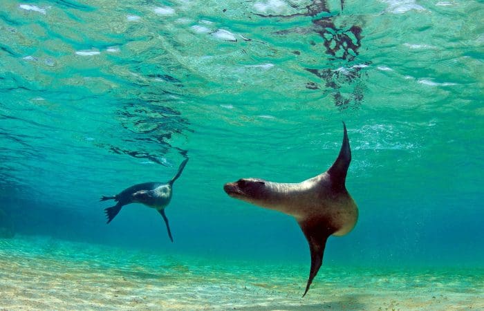 Galapagos Islands Extension