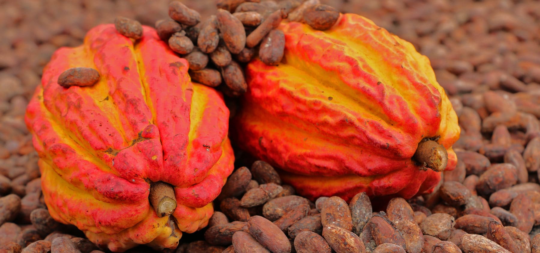 Tarapoto Chocolate Tour Cacao