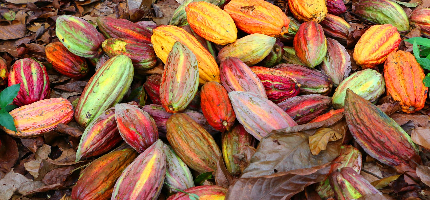 Tarapoto Chocolate Tour Cacao Pile