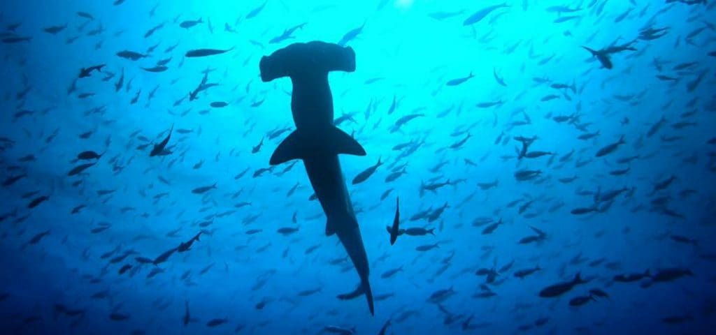 Galapagos Hammerhead 1800x844
