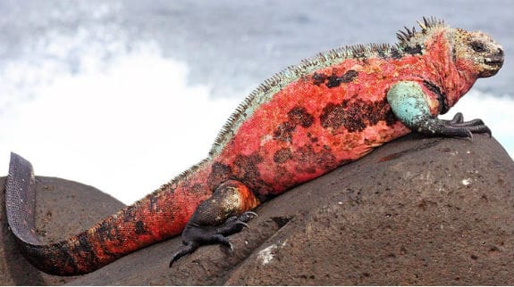 Galapagos Land Iguana 575x322