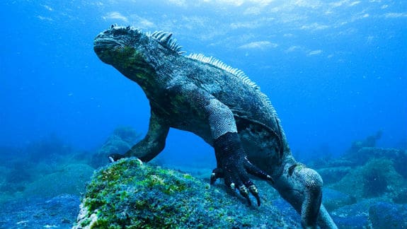 Galapagos Marine Iguana 575x324