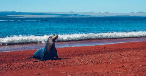Galapagos Sea Lion Rabida Island 575x301