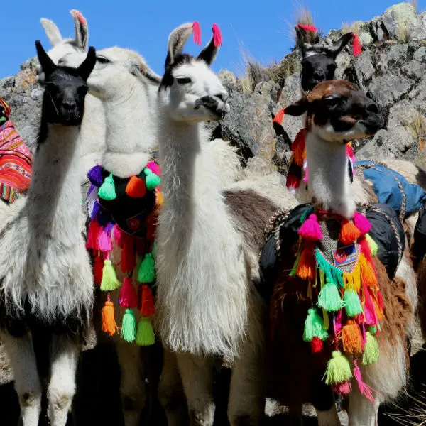 Andean Ceremonies Llama Blessing