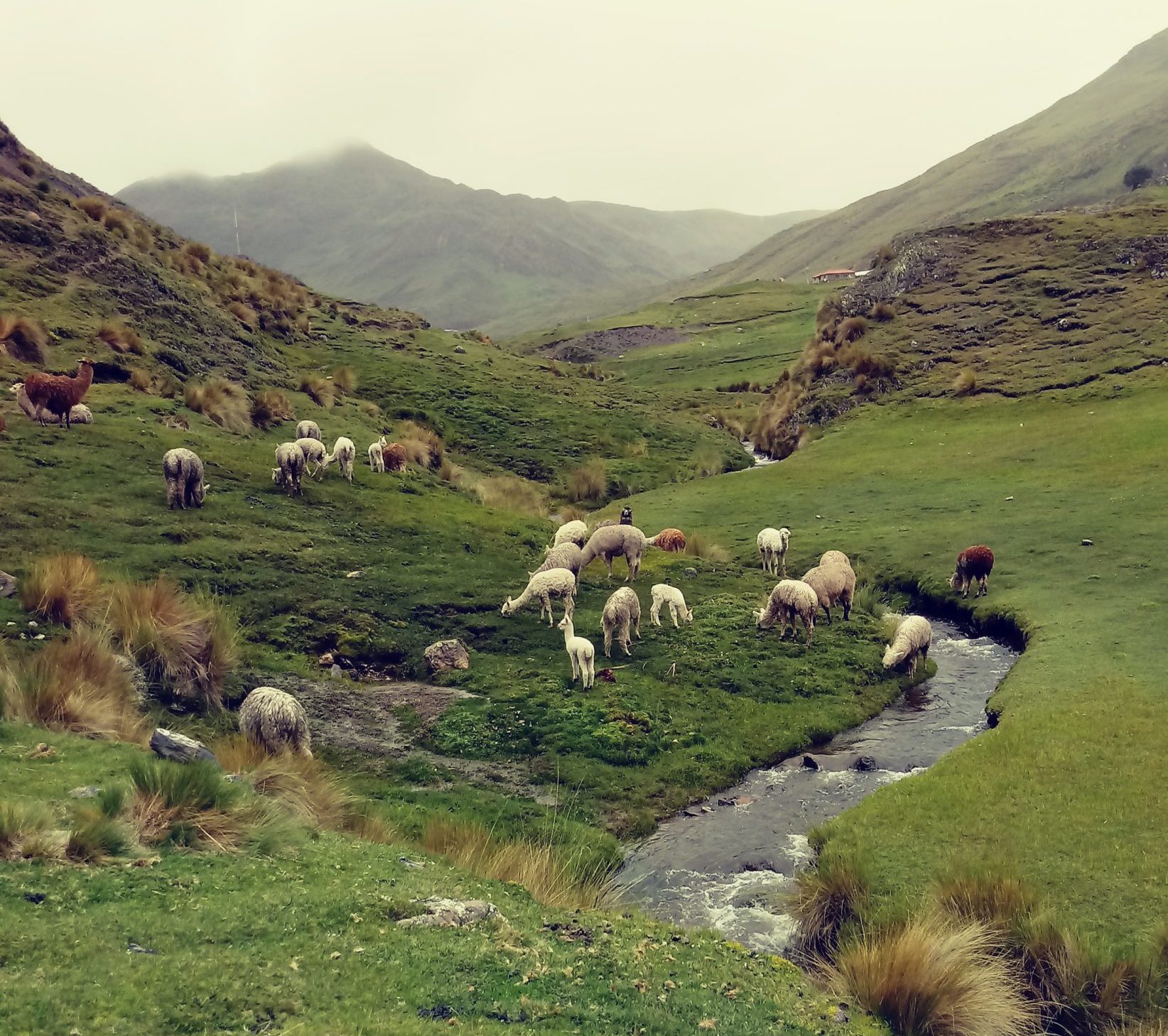 Site of the Llama Blessing Ceremony. 