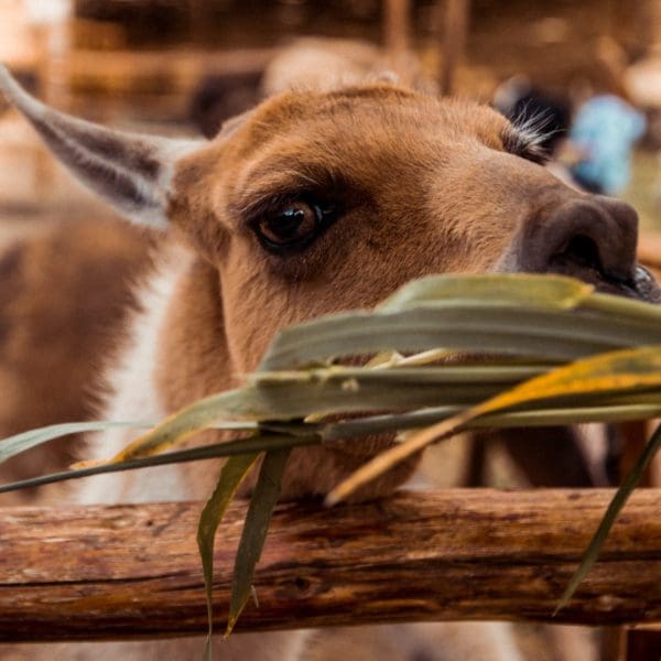 Learning Quechua A Guide for Beginners